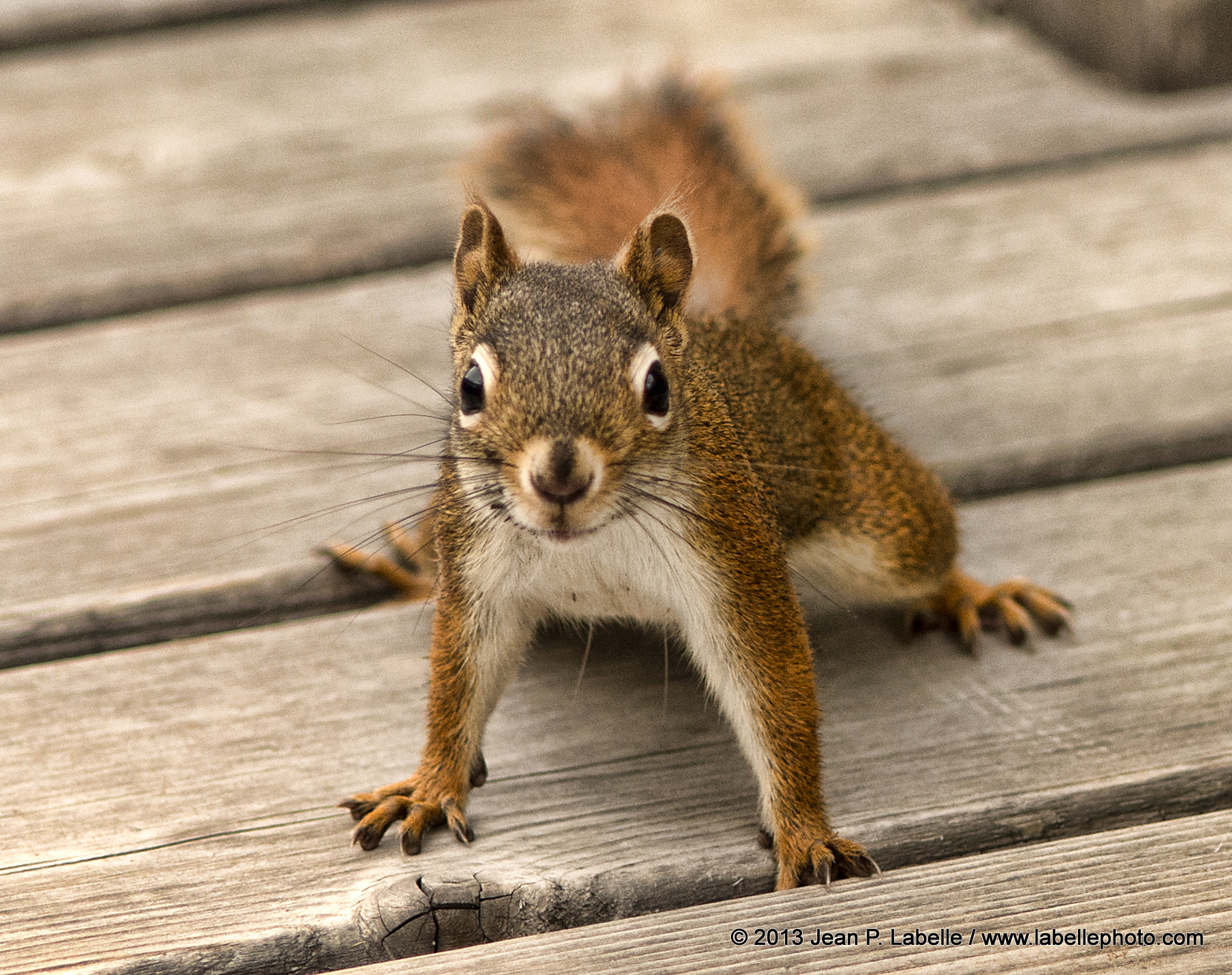 Aggressive Red Squirrel » Labelle Photo